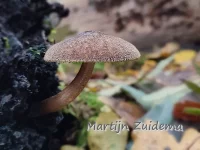 Hertenzwammen [Pluteaceae]